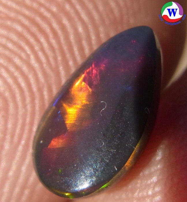 ٻҾ2 ͧԹ : ͻŴ 1.00 ѵ Black Opal Ѵ»Сᴧ ;