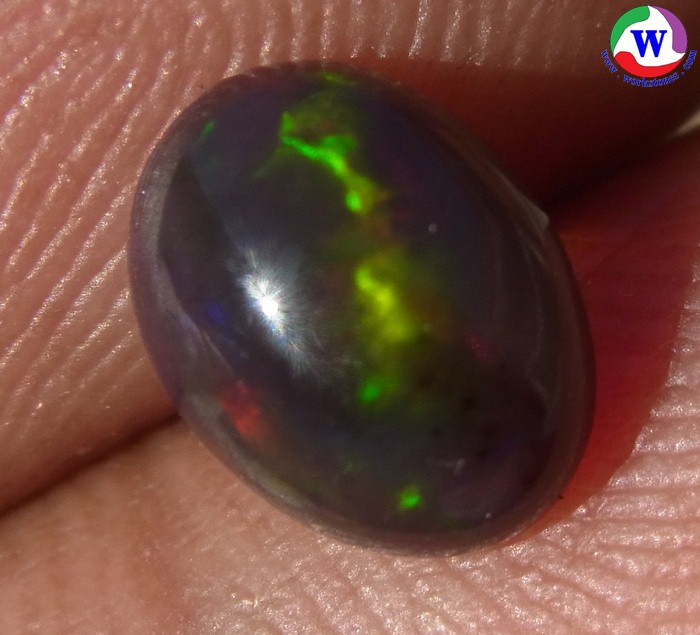 ٻҾ5 ͧԹ : ͻŴ 0.95 ѵ Black Opal Ѵ»С蹷ͧͧ ;ͧ